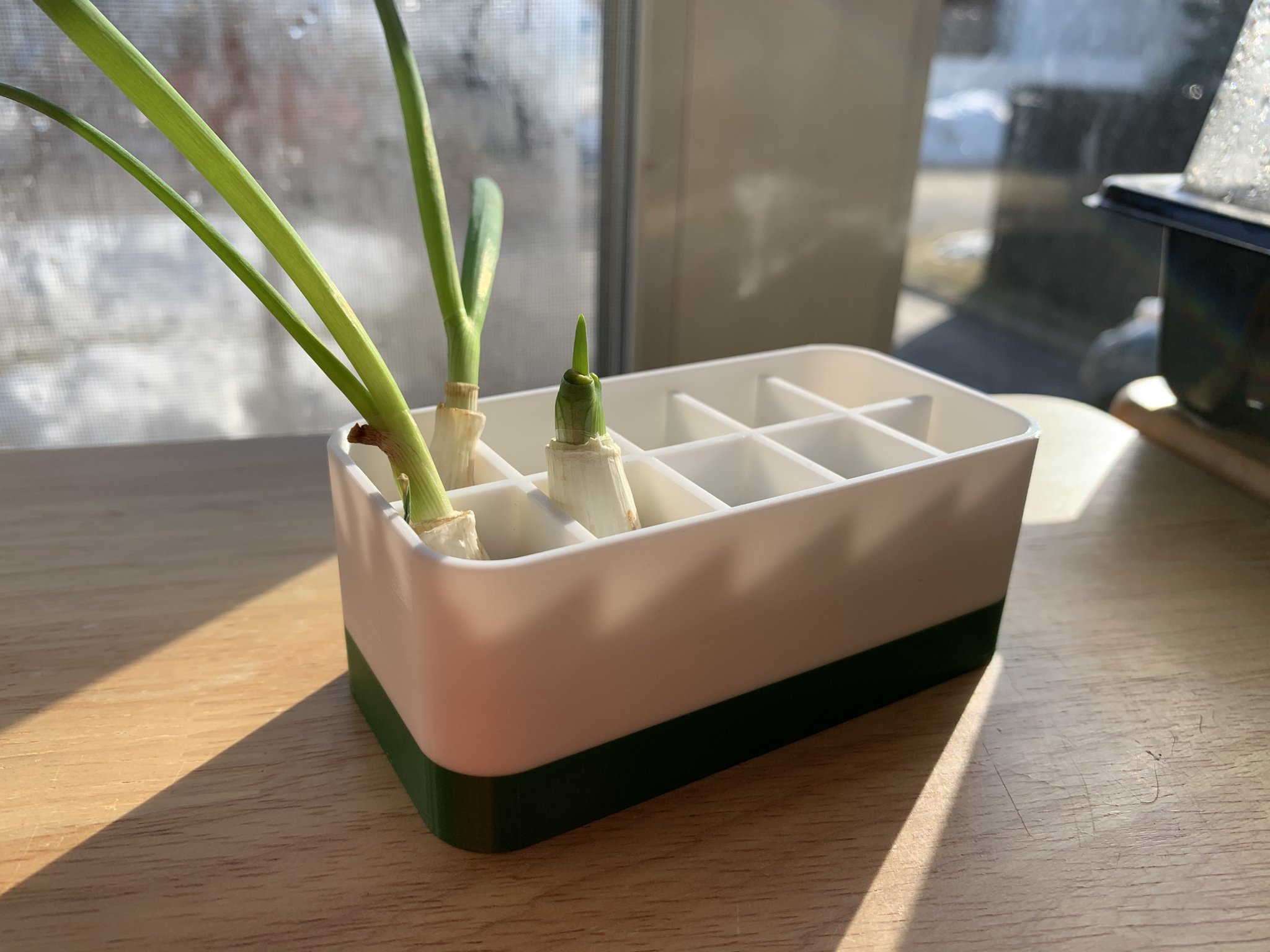 Chậu trồng hành xanh tái sinh với ngăn cách