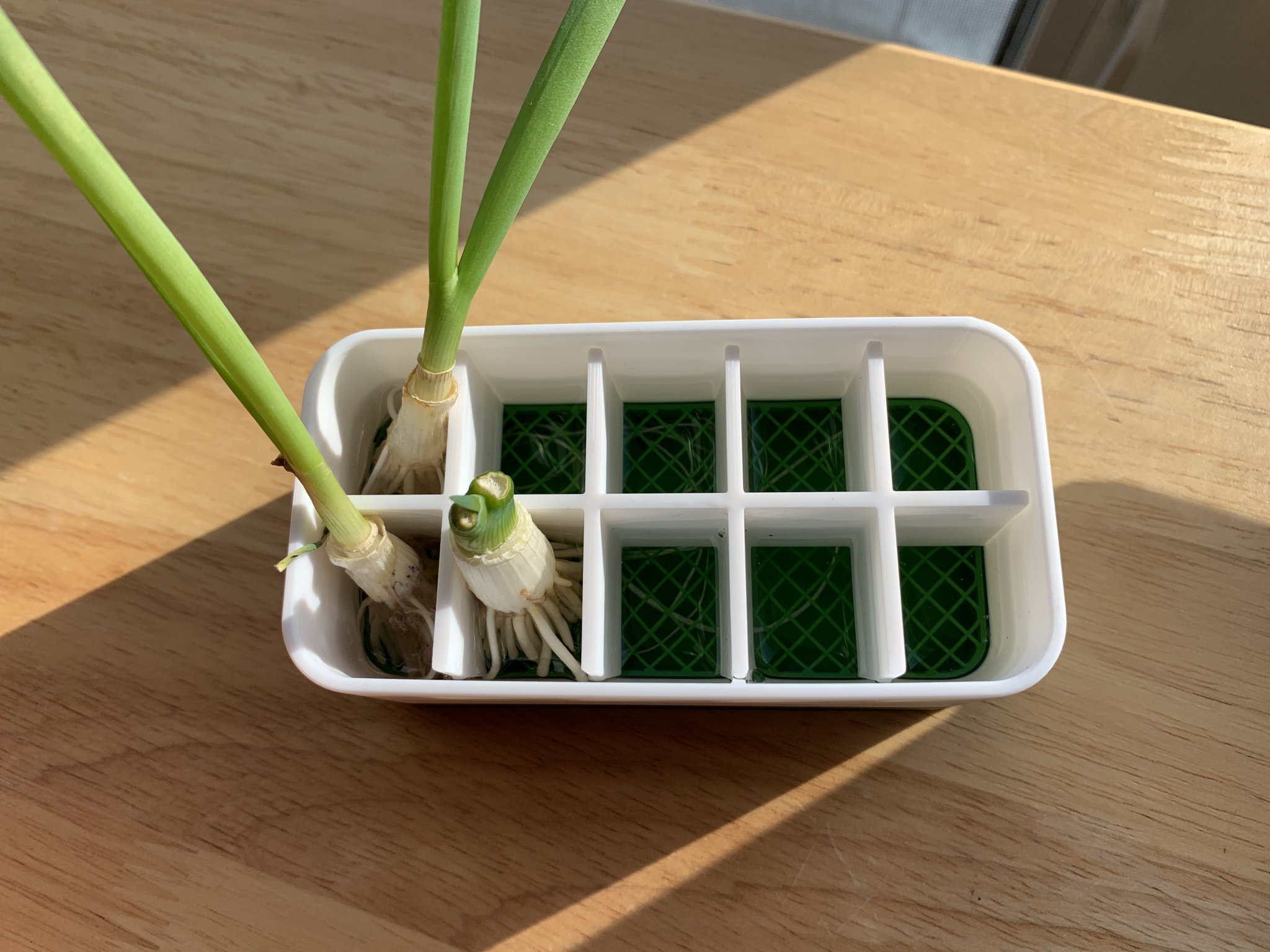 Chậu trồng hành xanh tái sinh với ngăn cách