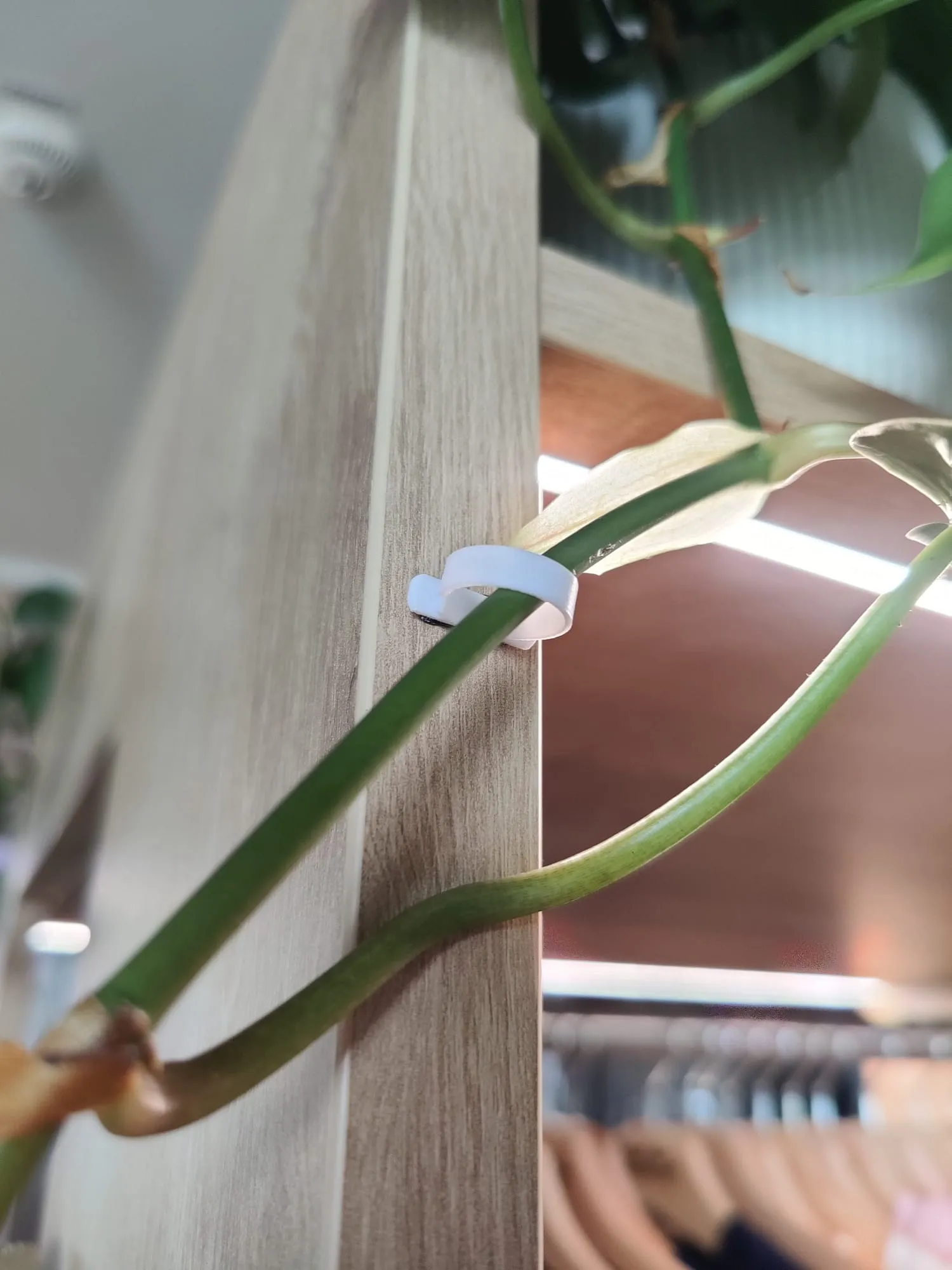 Giá treo cây treo tường cho các nhánh riêng lẻ