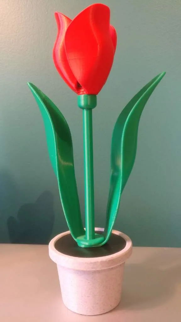 Hoa tulip đơn và chậu với ngăn bí mật