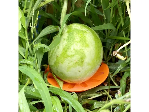 Giá đỡ cho dưa hấu và trái cây dạng dây leo