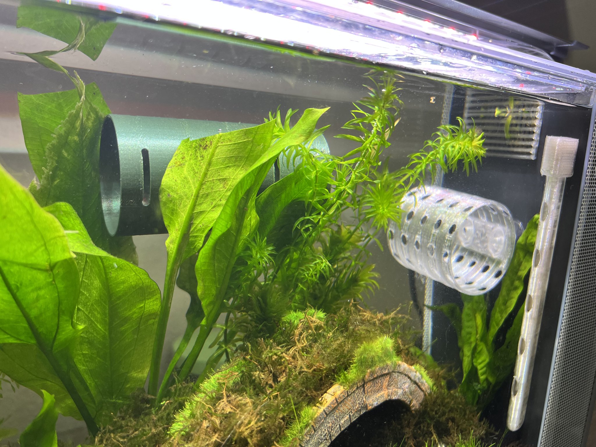 Hang Nổi Cho Cá Betta và Tôm Trong Bể Cá