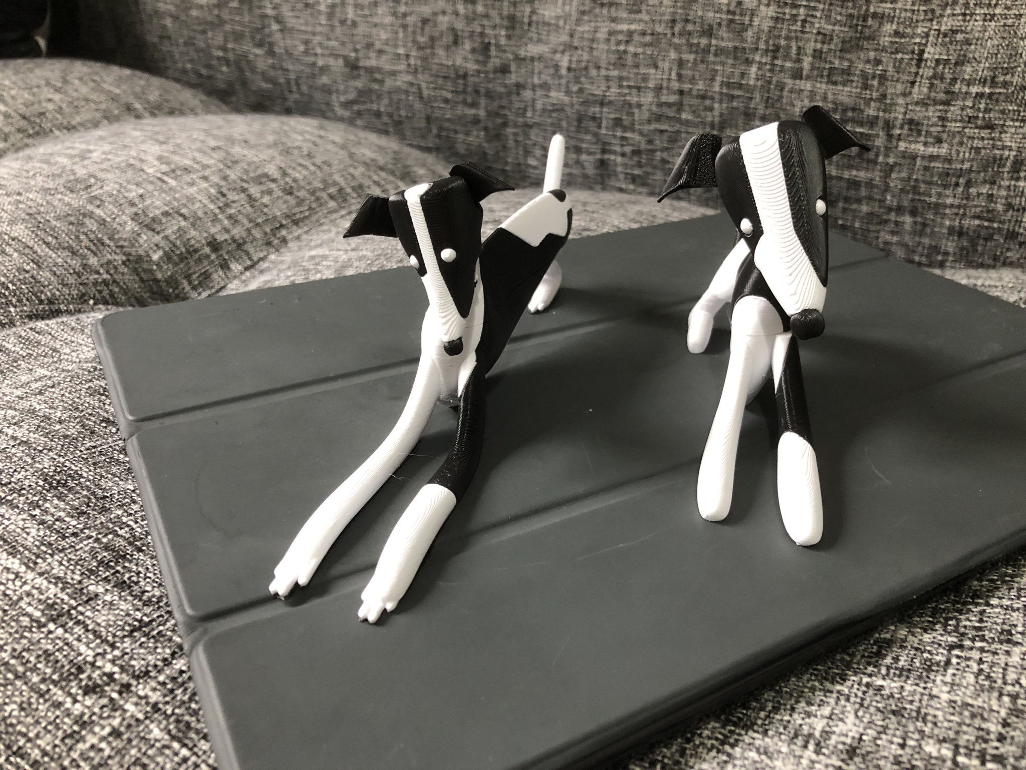 Chó con Whippet nhiều màu sắc với hai kiểu dáng