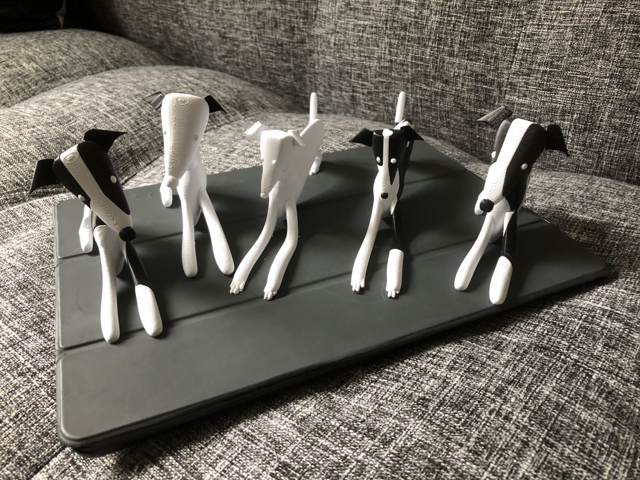 Chó con Whippet nhiều màu sắc với hai kiểu dáng