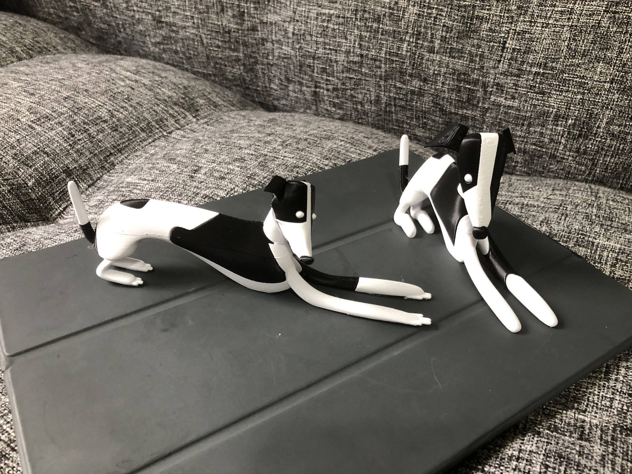 Chó con Whippet nhiều màu sắc với hai kiểu dáng