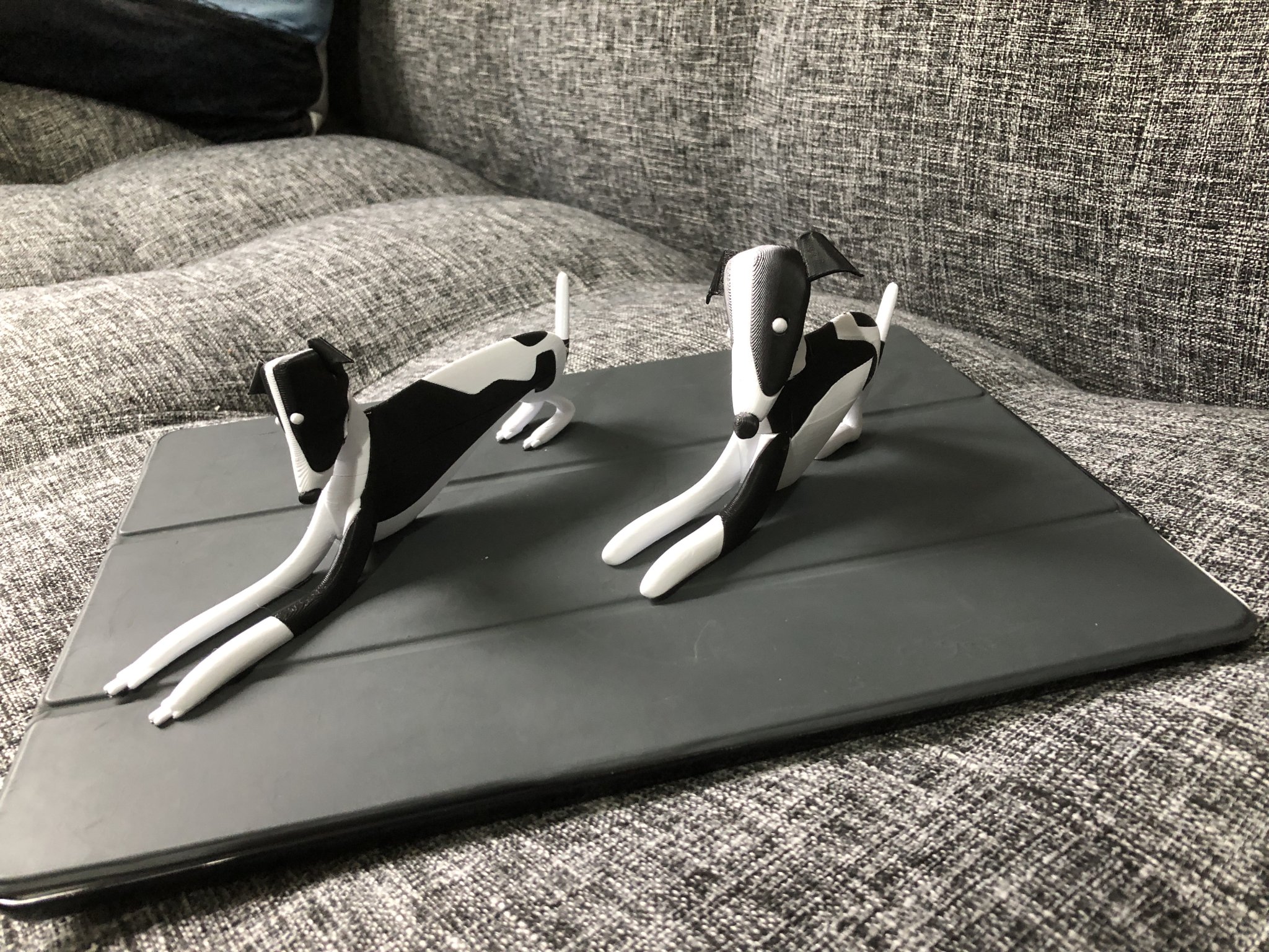 Chó con Whippet nhiều màu sắc với hai kiểu dáng