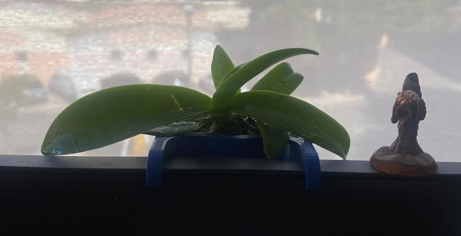 Chậu lan treo phía sau màn hình máy tính