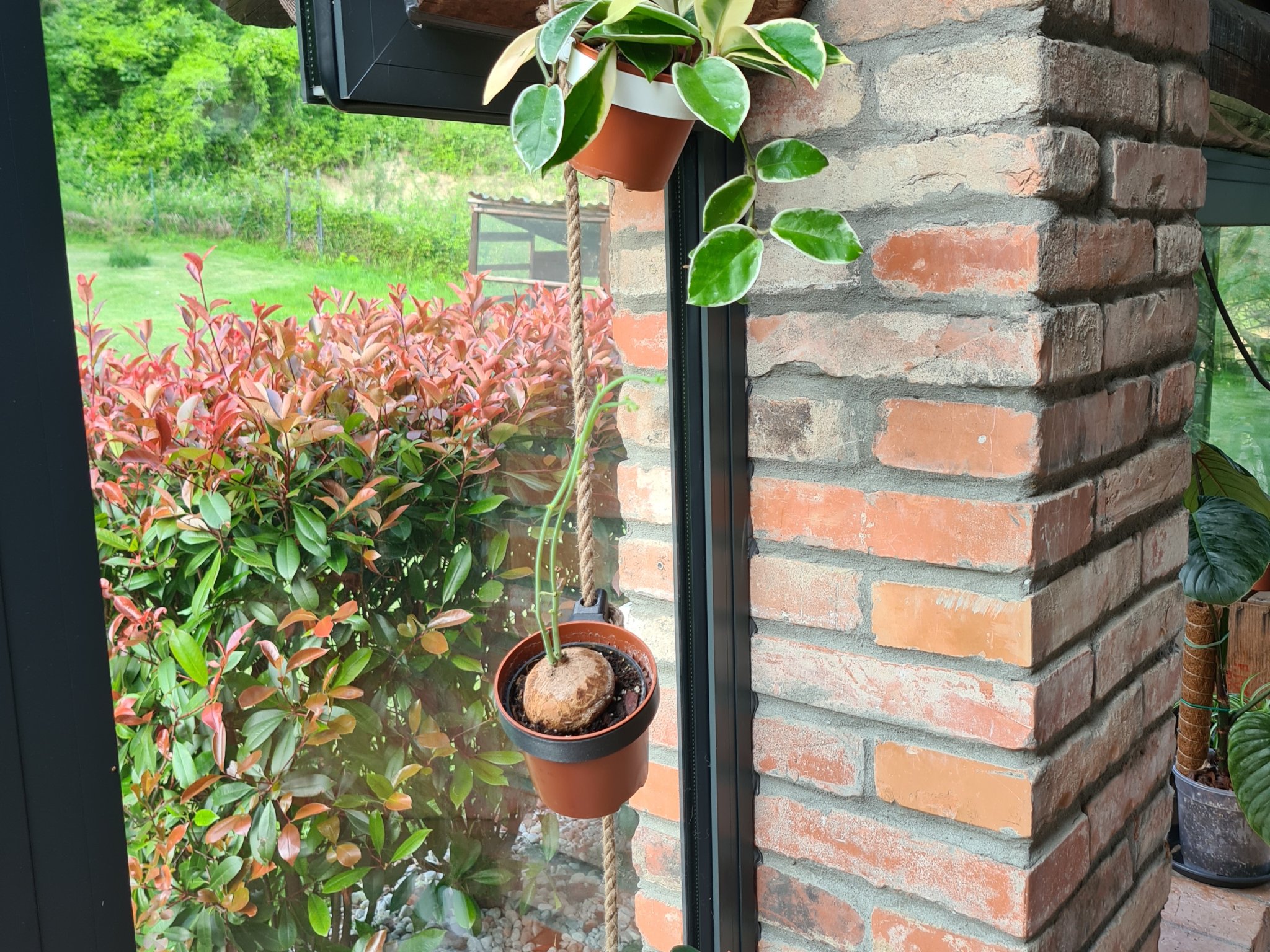 Giá treo chậu cây bằng dây thừng có thể thay đổi linh hoạt