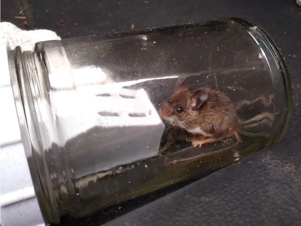 Bẫy chuột đa chuột kiểu bình jar (v.3)