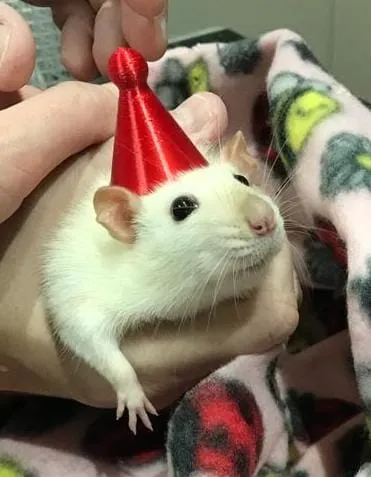 Mũ sinh nhật và băng đô cho thú cưng nhỏ