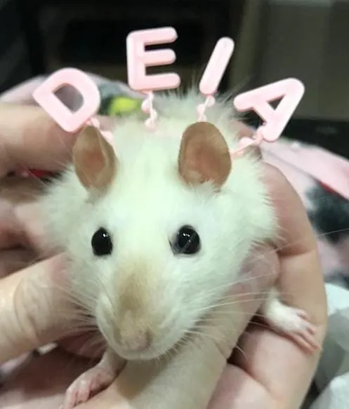 Mũ sinh nhật và băng đô cho thú cưng nhỏ