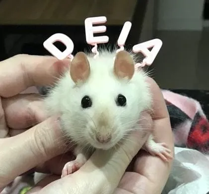 Mũ sinh nhật và băng đô cho thú cưng nhỏ