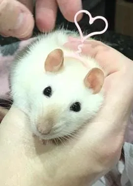 Mũ sinh nhật và băng đô cho thú cưng nhỏ