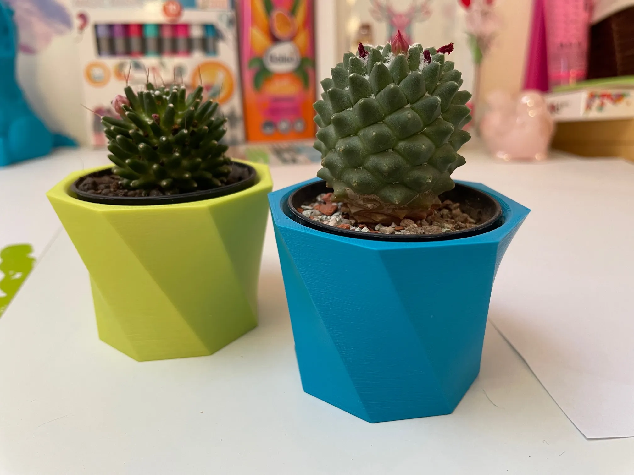 Chậu hoa xương rồng nhỏ xinh cho cây cảnh