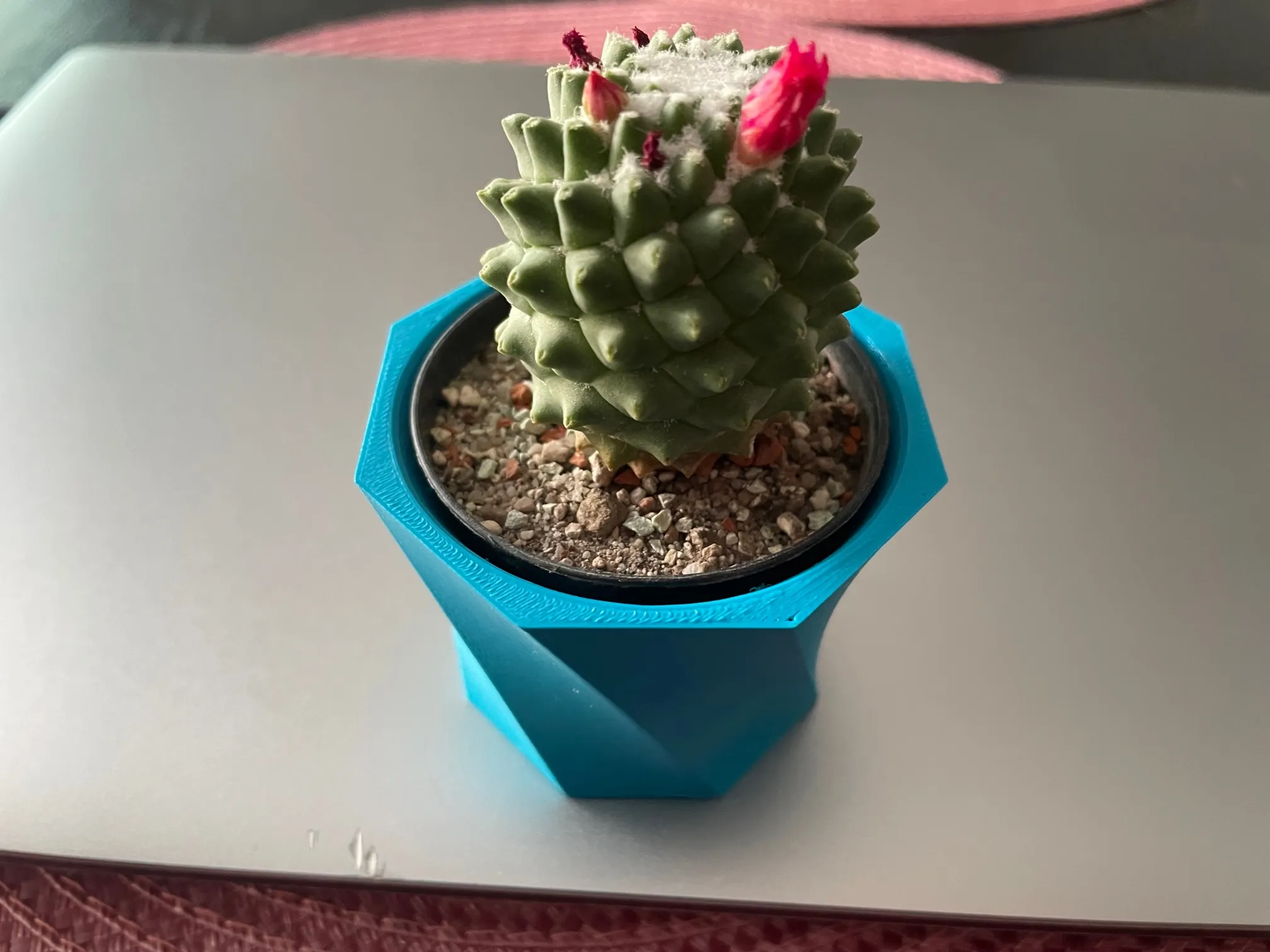 Chậu hoa xương rồng nhỏ xinh cho cây cảnh