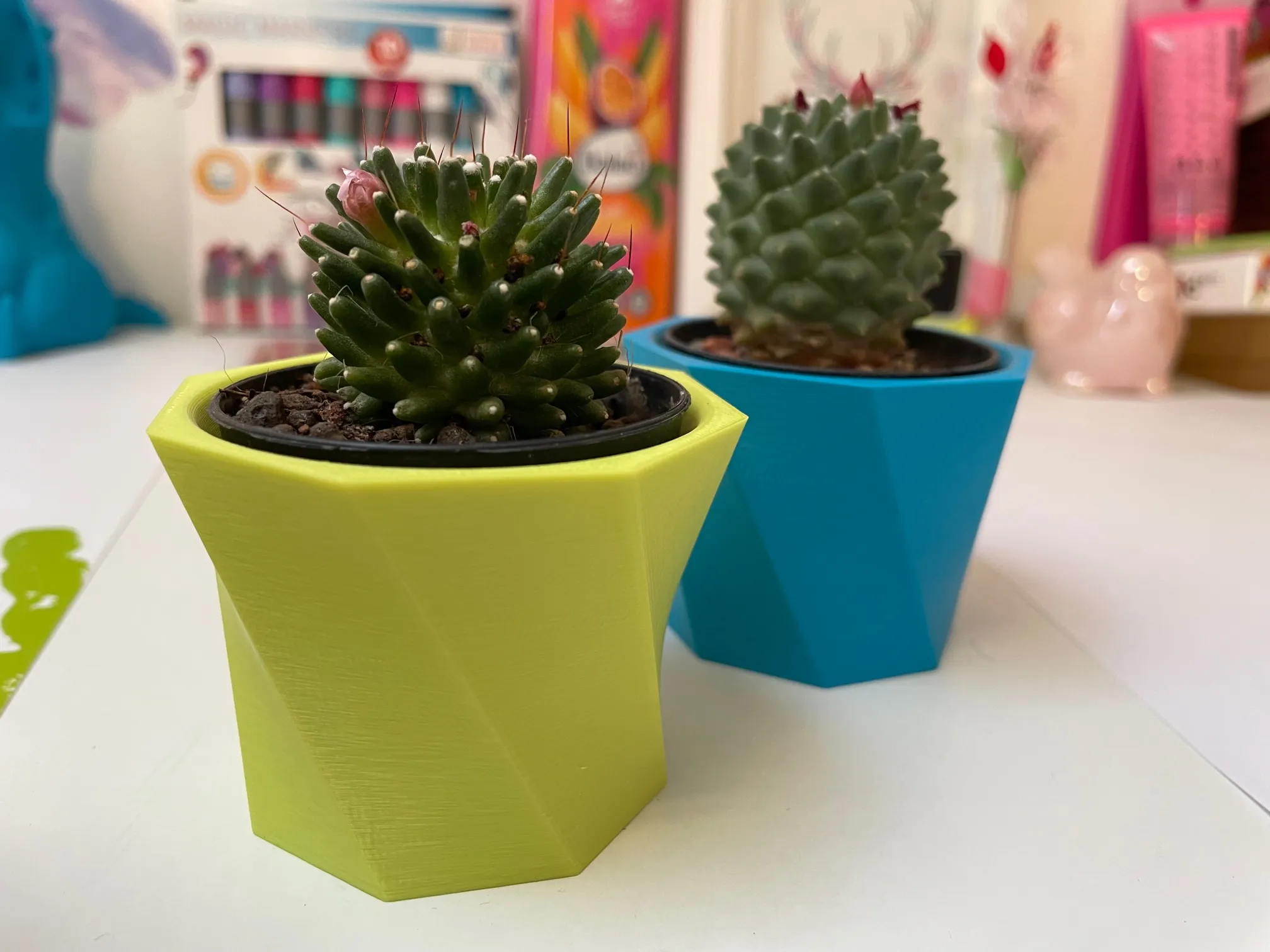 Chậu hoa xương rồng nhỏ xinh cho cây cảnh