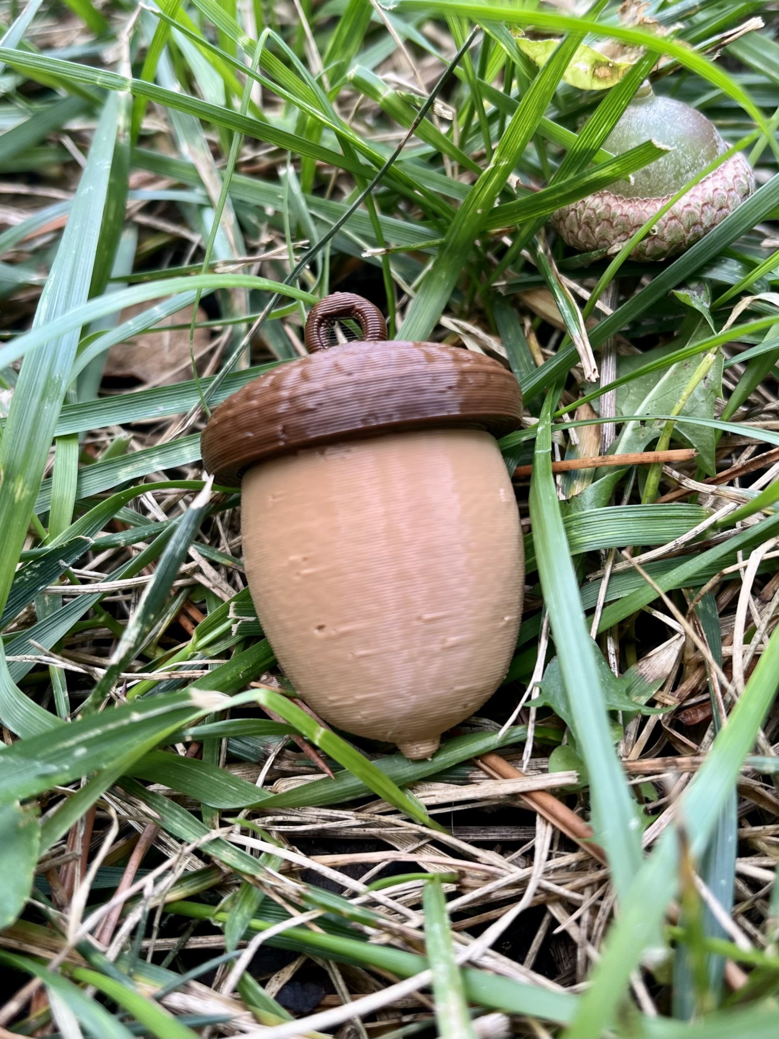 Bình đựng ốc vít hình quả acorn treo tiện lợi