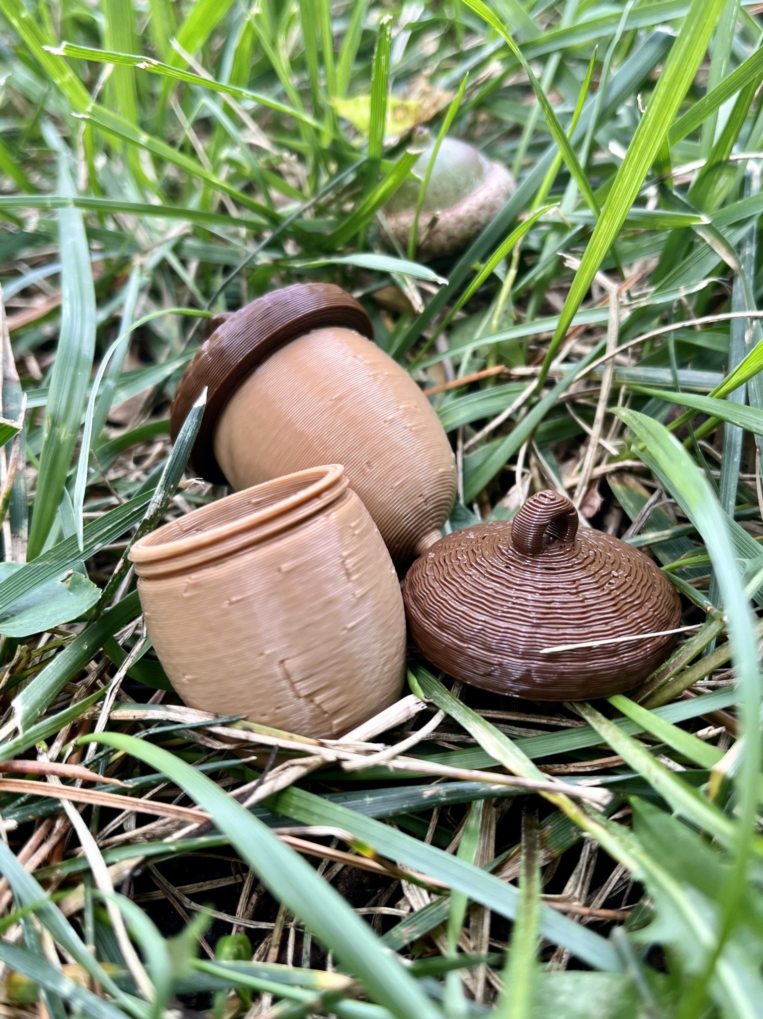 Bình đựng ốc vít hình quả acorn treo tiện lợi