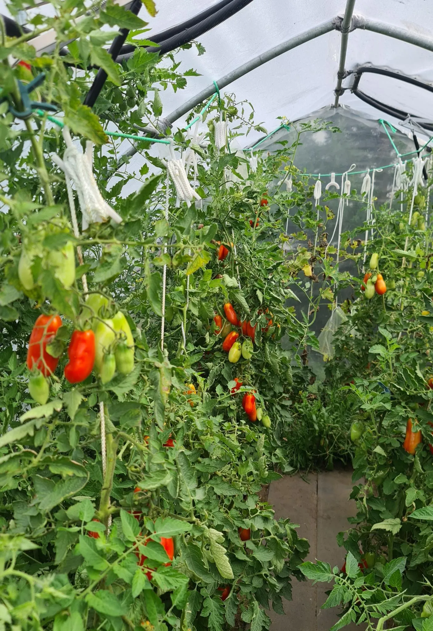 Móc treo cà chua cho nhà kính