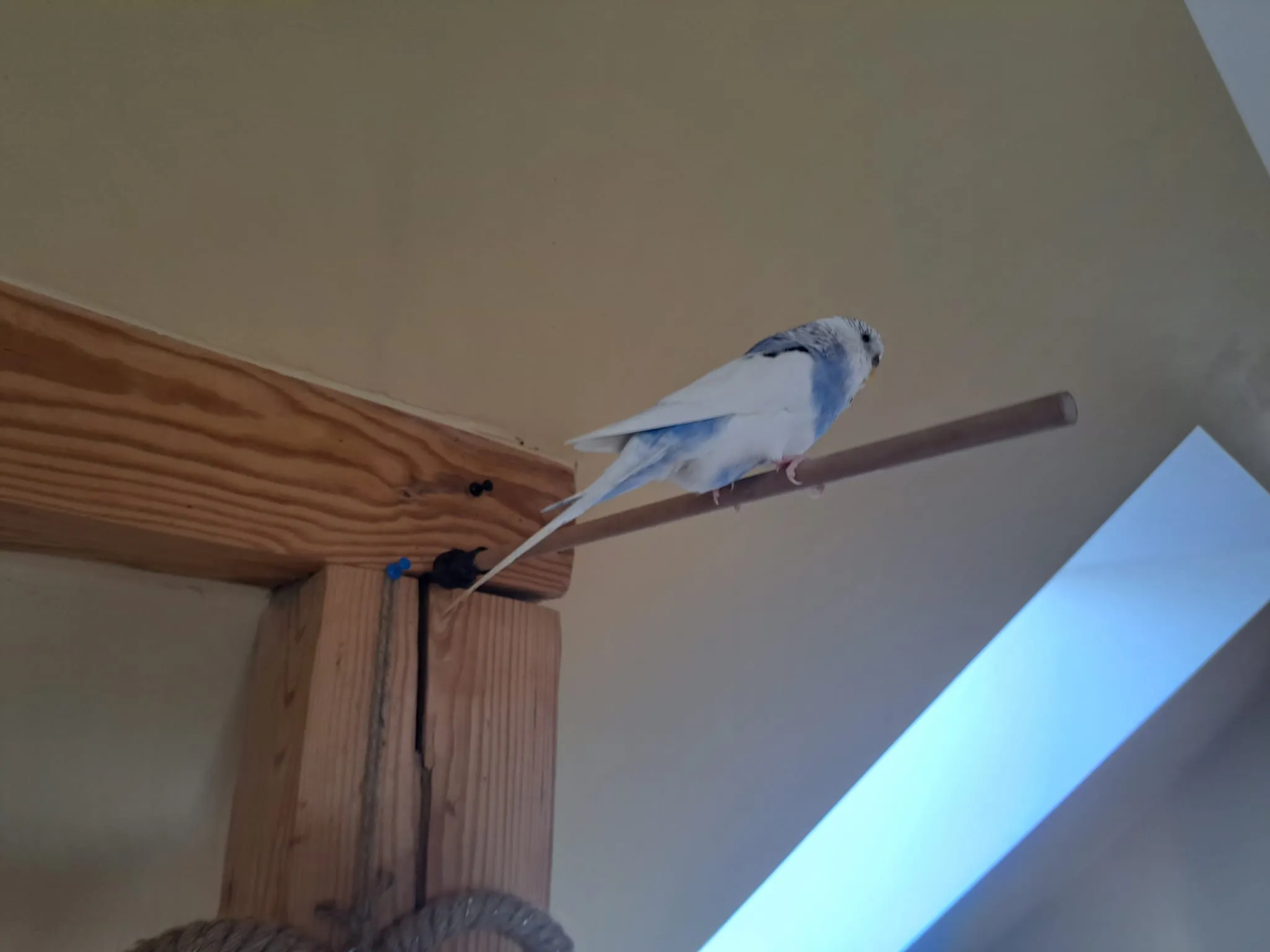 Giá đỡ cho chim vẹt thích hợp với thanh 10mm