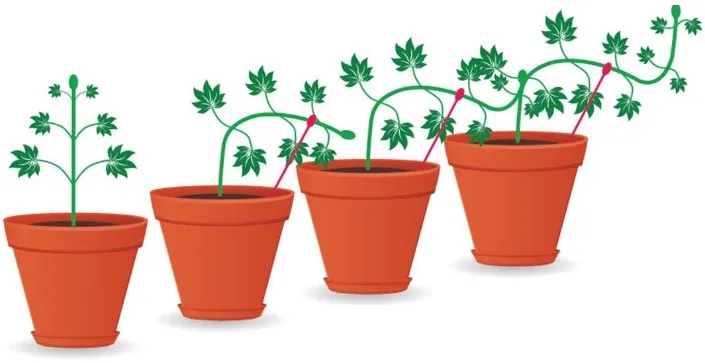 Cọc hỗ trợ kỹ thuật LST cho cây trồng trong nhà