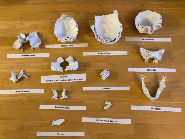 Mô hình đầu người 18 mảnh chính xác về mặt giải phẫu