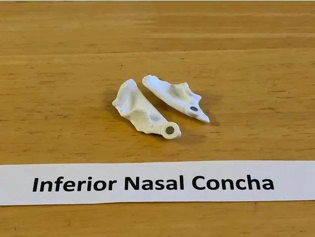 Mô hình đầu người 18 mảnh chính xác về mặt giải phẫu