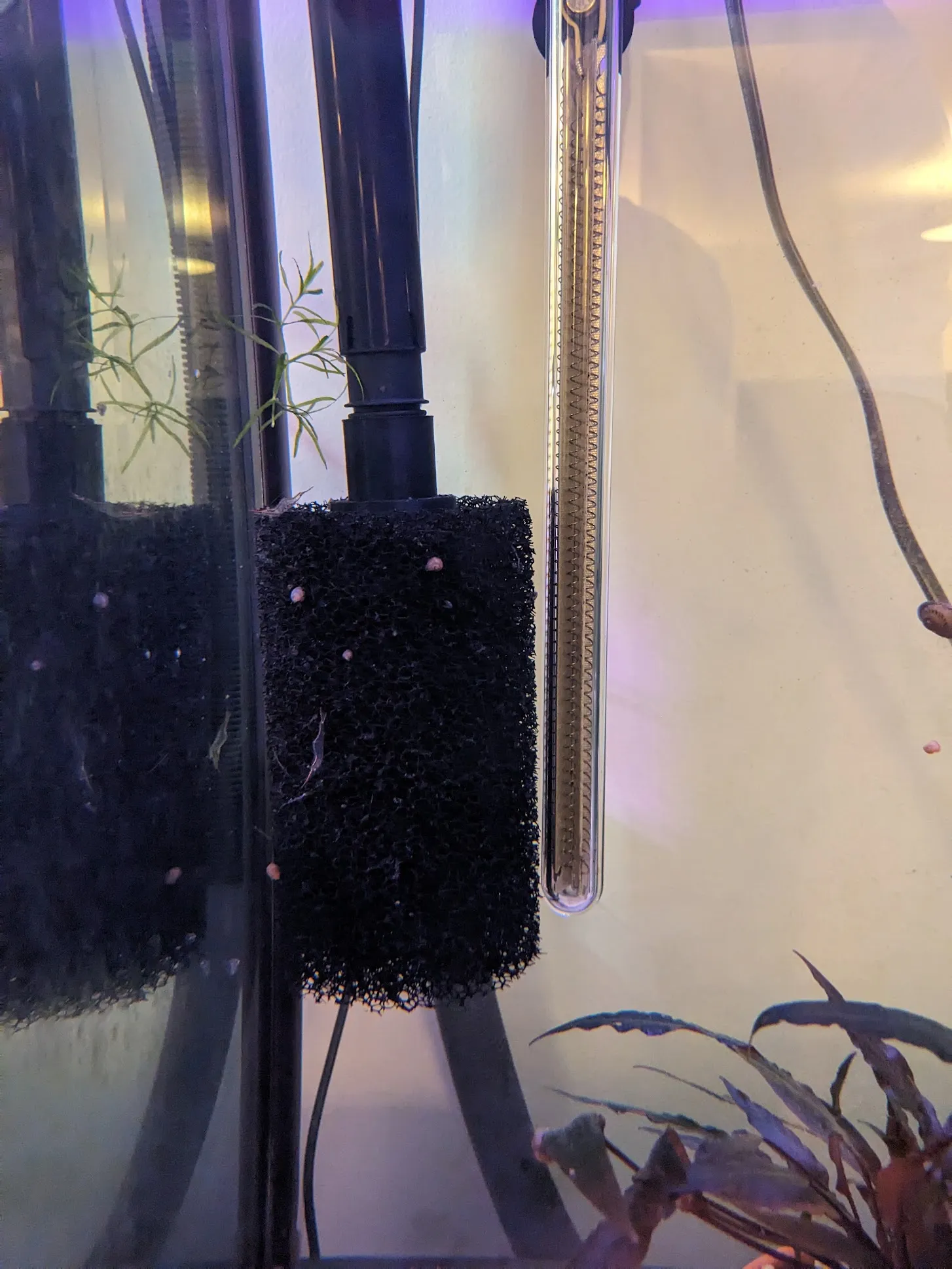 Bộ chuyển đổi hút Fluval FX4 cho bông lọc tiền lớn Aquarium Coop