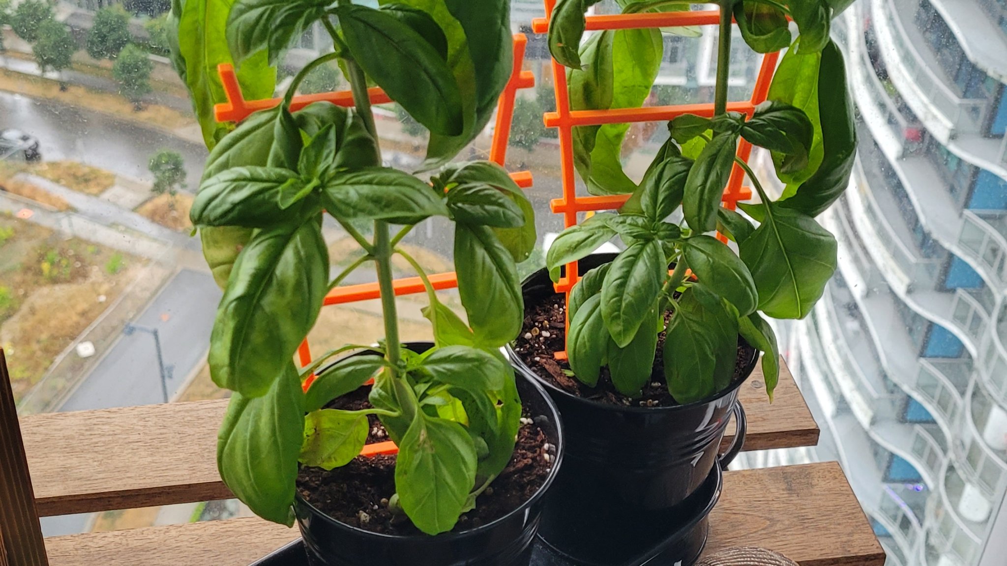 Giá đỡ cây mini cho cây húng quế