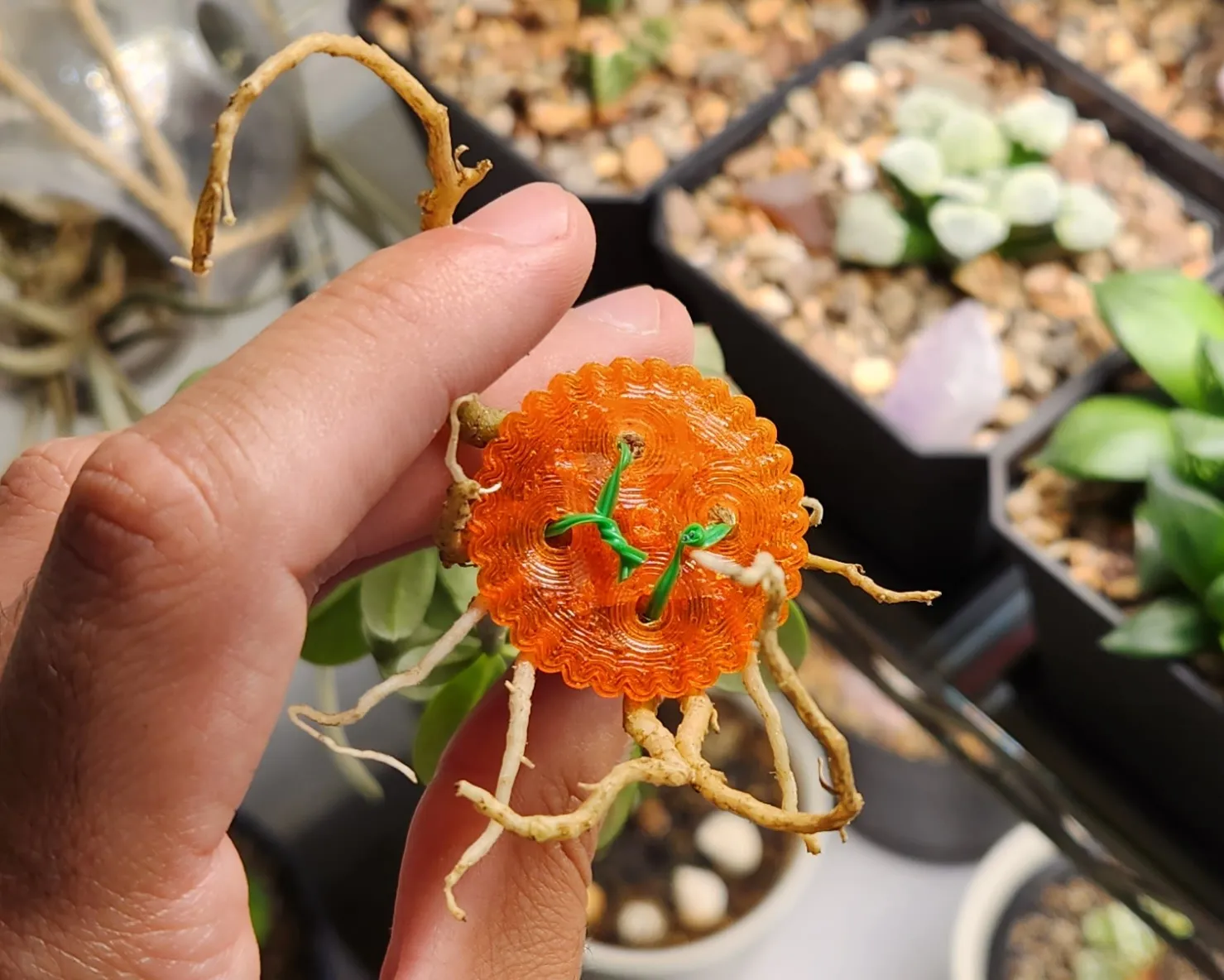 Huấn luyện Adenium phát triển rễ tỏa và thân caudex rộng