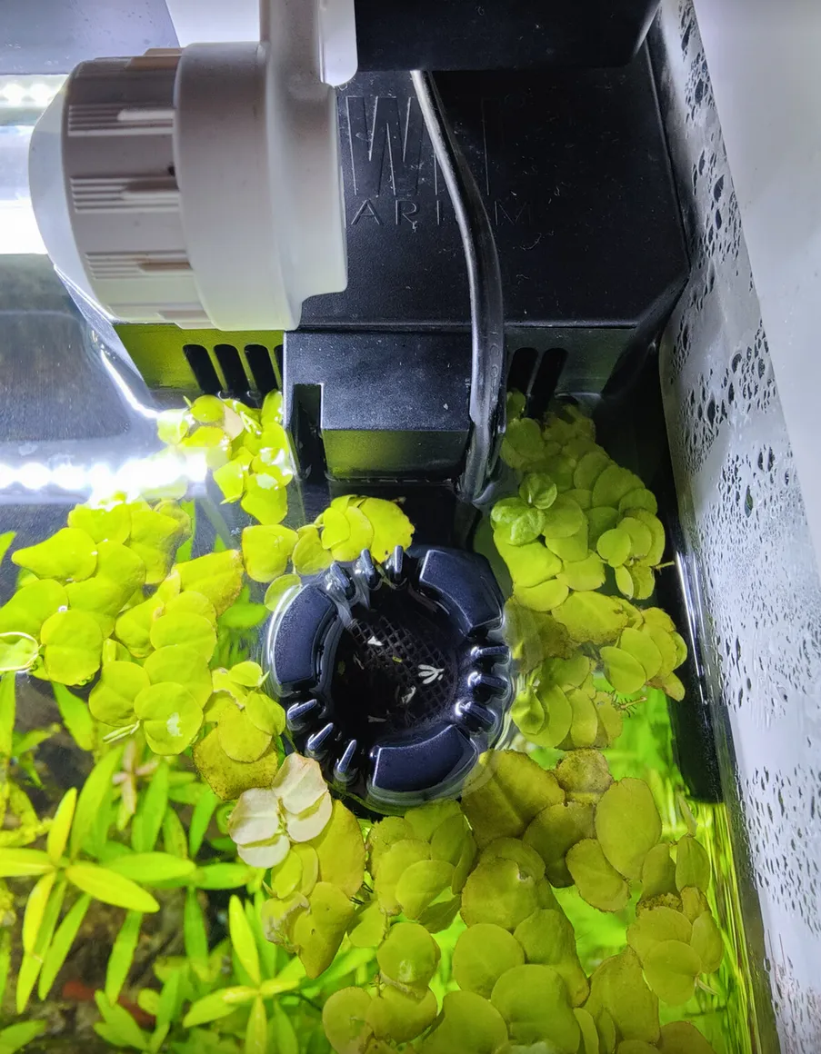 Lưới lọc Juwel Bioflow M với không gian cho skimmer