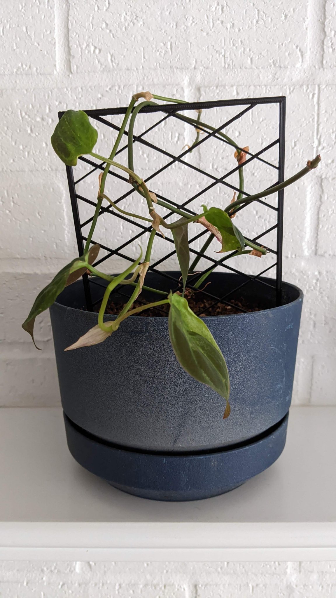 Giá đỡ cây leo bằng lưới 5 inch cho chậu cây trong nhà