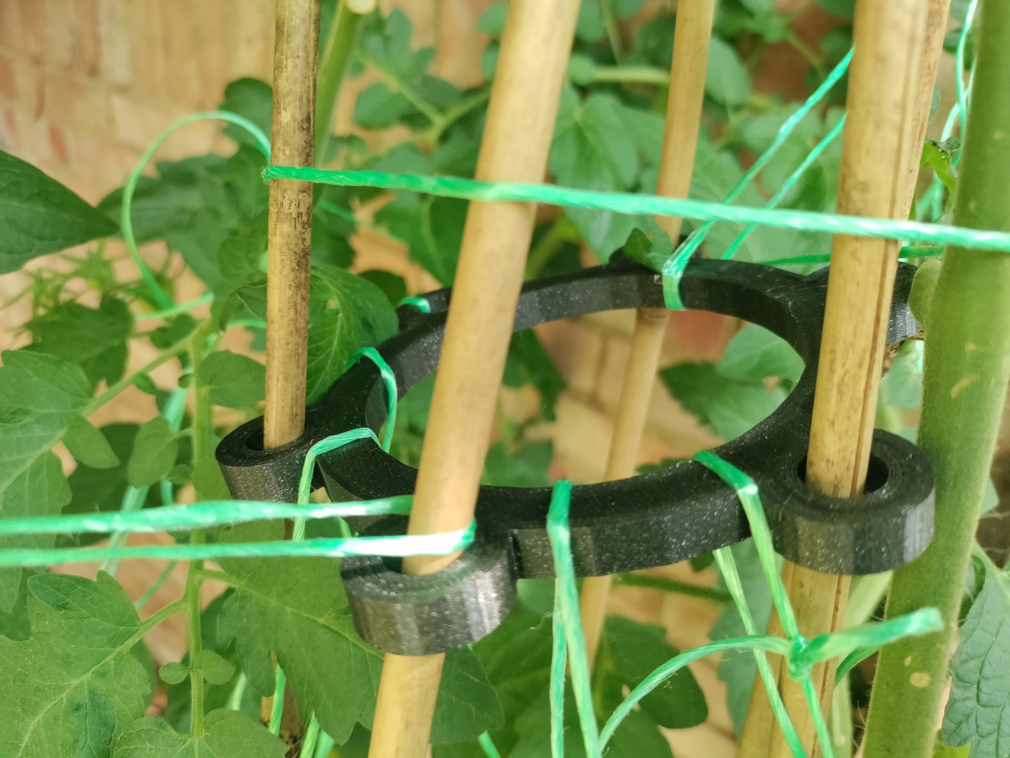 Đầu cây chống cho cây cà chua