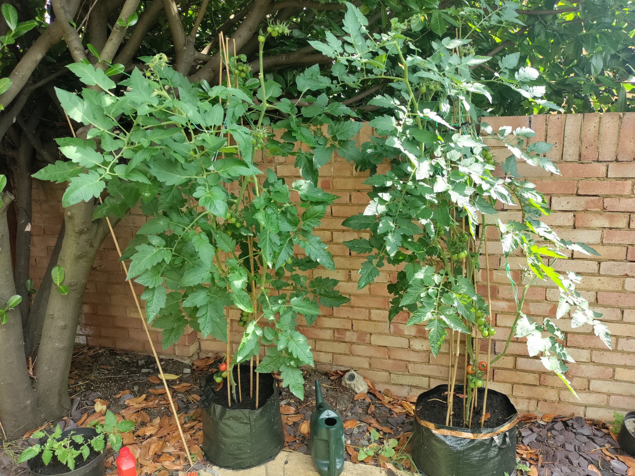 Đầu cây chống cho cây cà chua