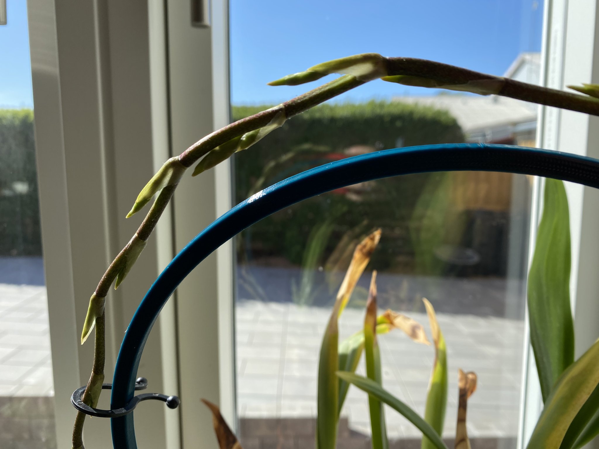 Giá đỡ hoa lan hoặc hoya với kẹp hỗ trợ