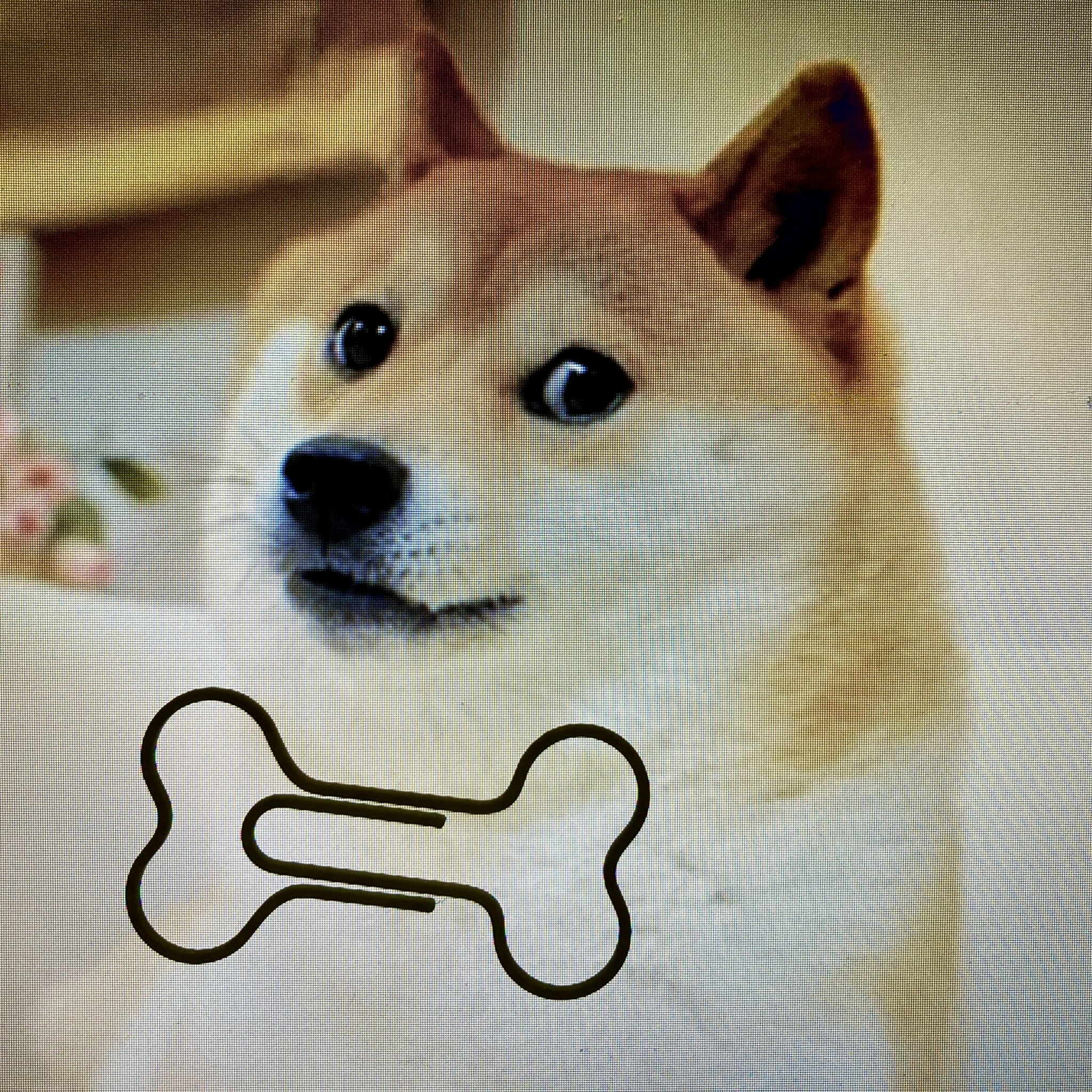 Kẹp giấy hình xương cho chủ nuôi chó