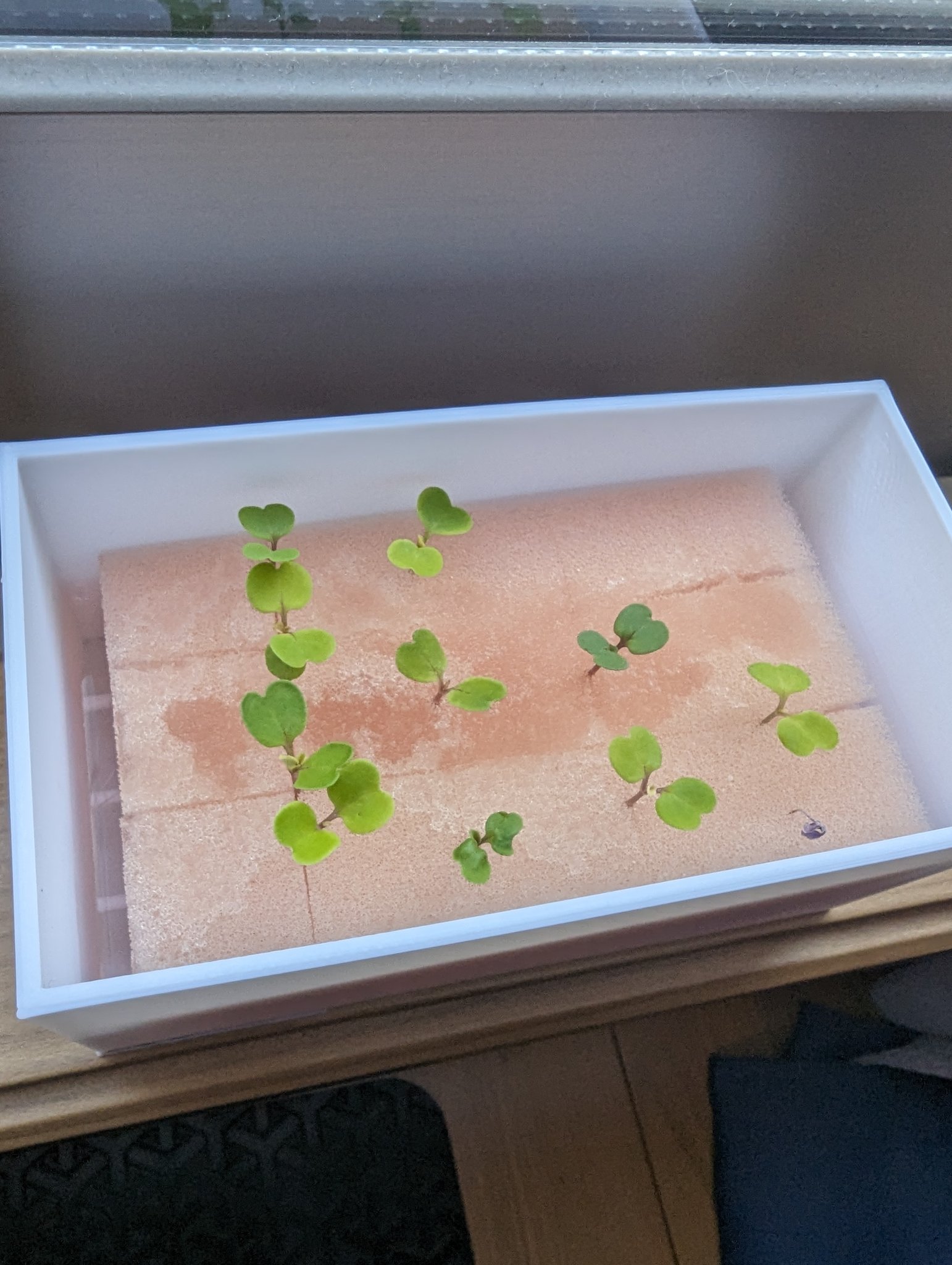 Hộp thủy canh nhỏ gọn như miếng bọt biển nhà bếp