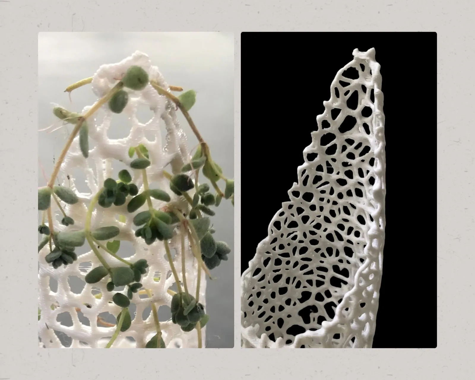 Chậu cây cho dây leo với thiết kế thông minh