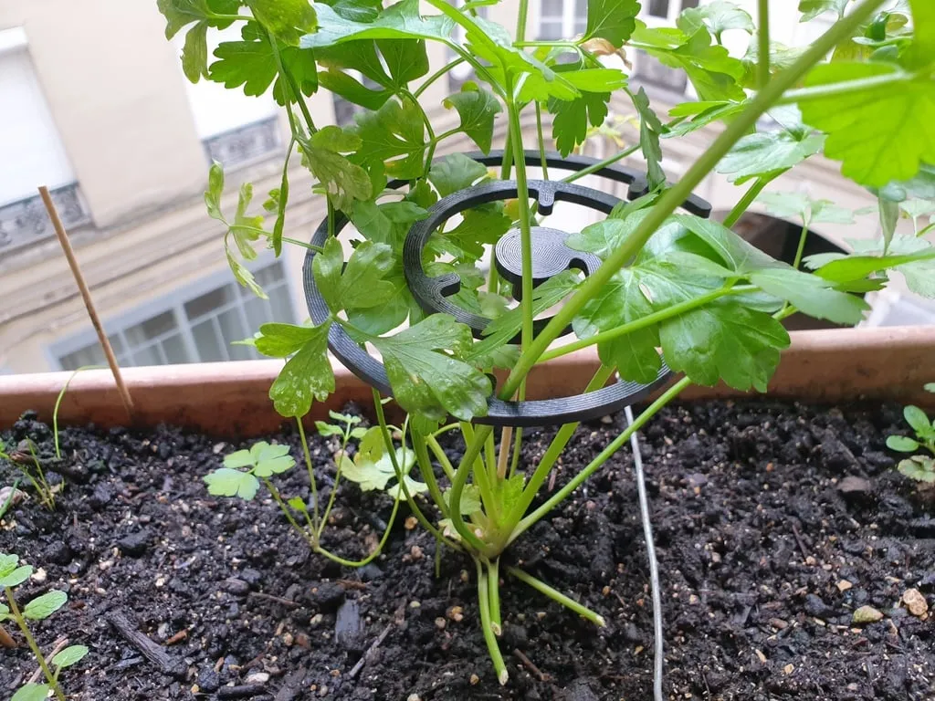 Giá đỡ xoắn cho cây trồng với kích thước 12cm