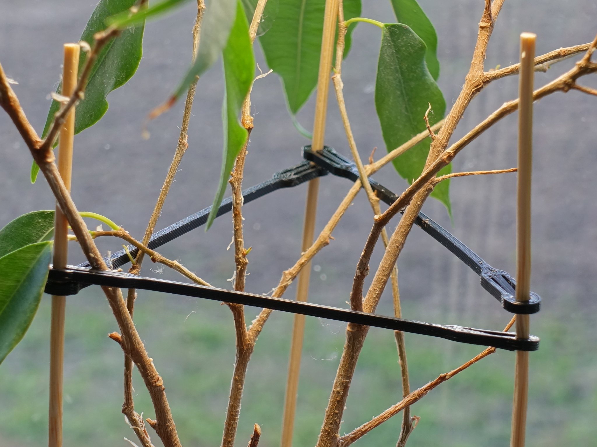 Giá đỡ cây trồng bằng que tre Dinky