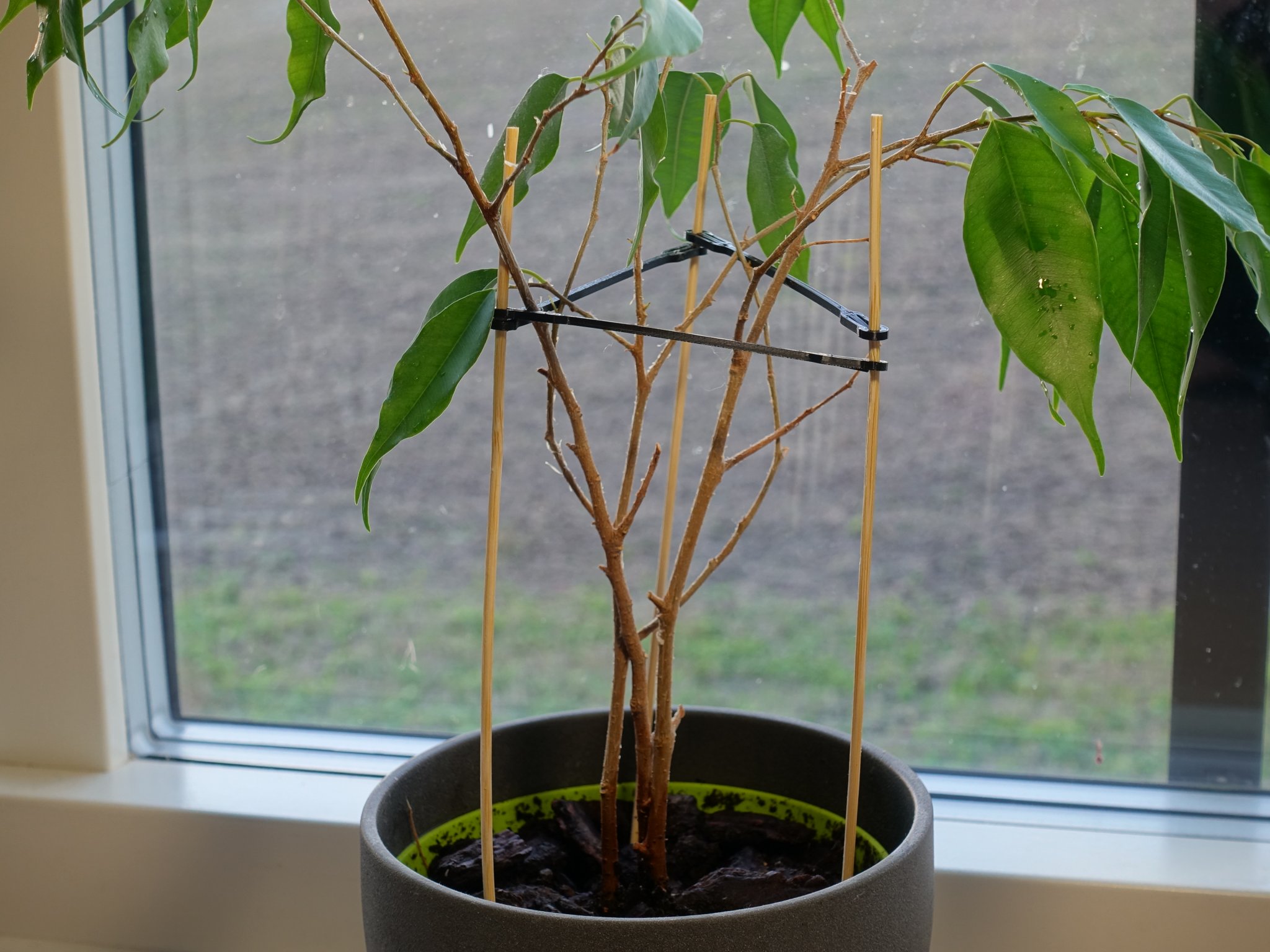 Giá đỡ cây trồng bằng que tre Dinky