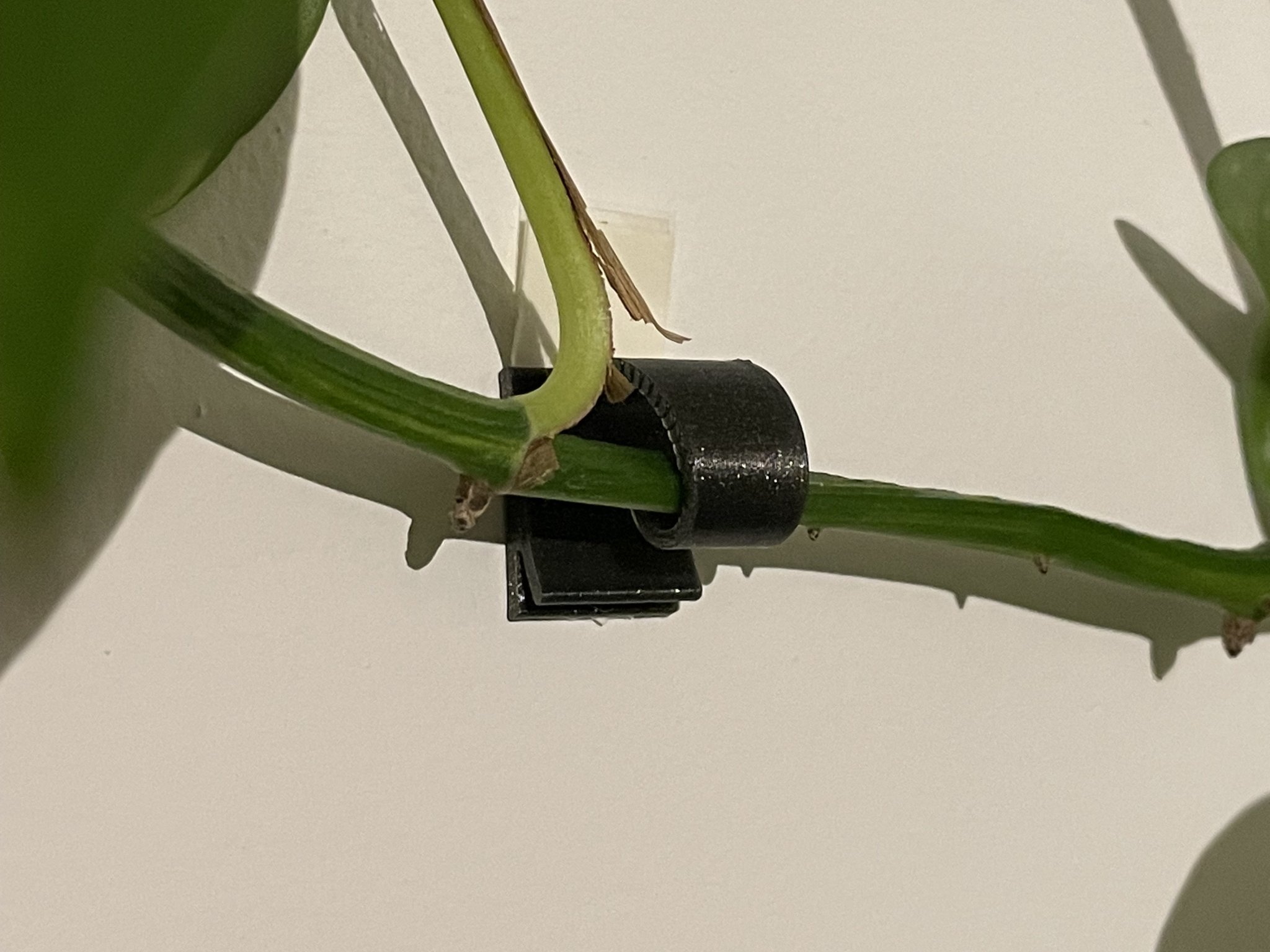 Giá đỡ dây leo nhỏ cho cây dây leo yêu thích