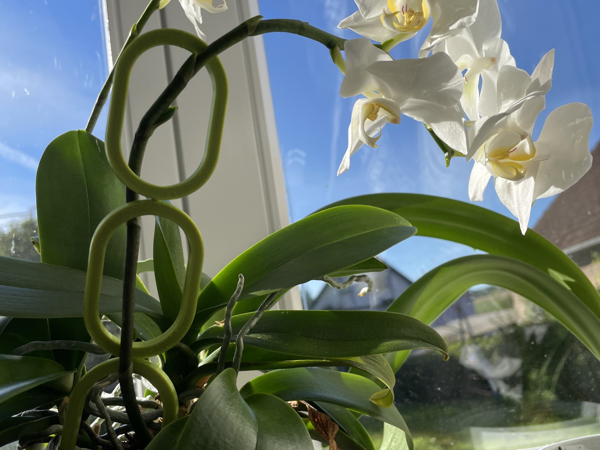 Giá đỡ cây có thể mở rộng cho khu vườn