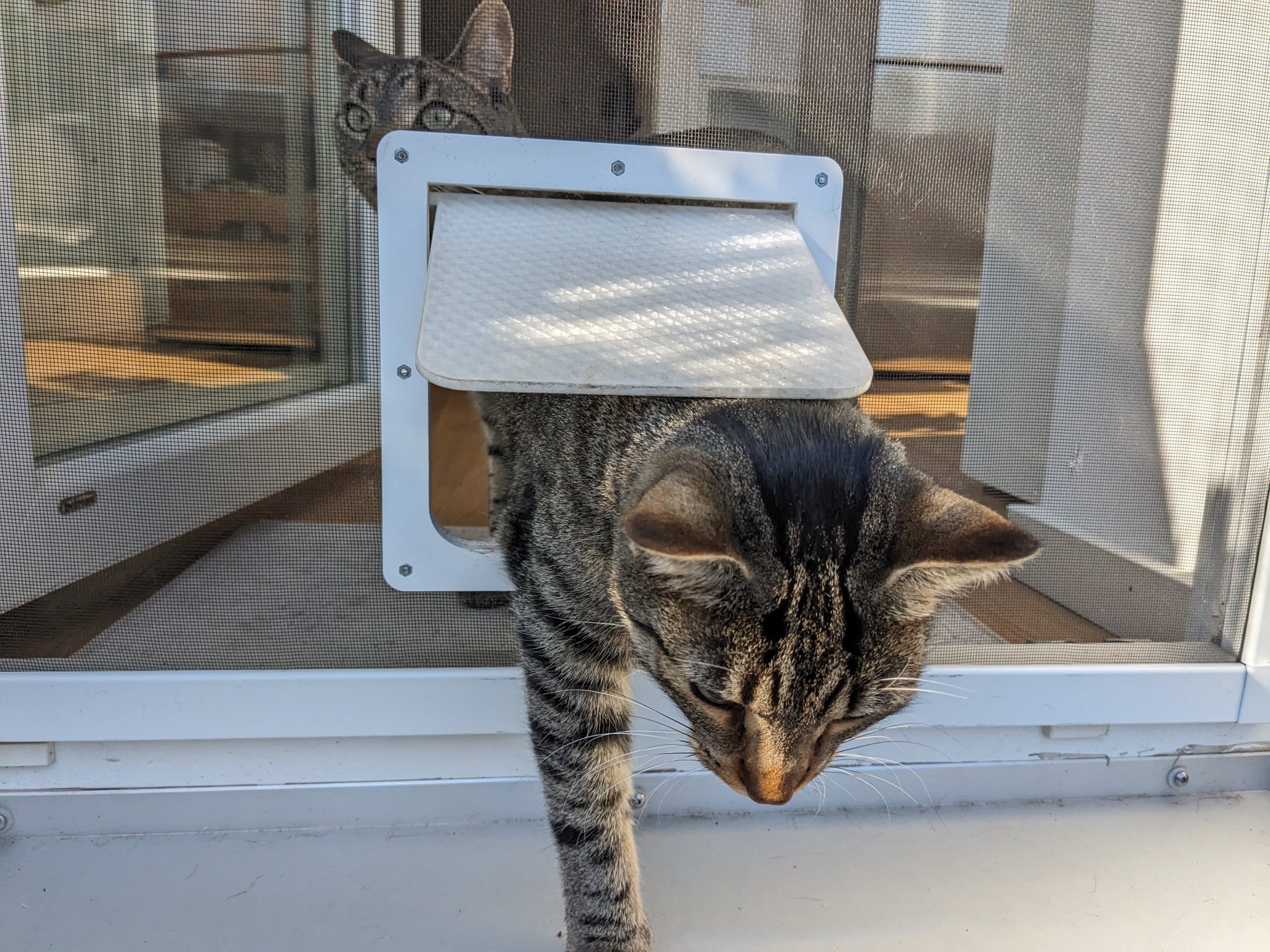 Cửa cho mèo gắn với màn chống muỗi