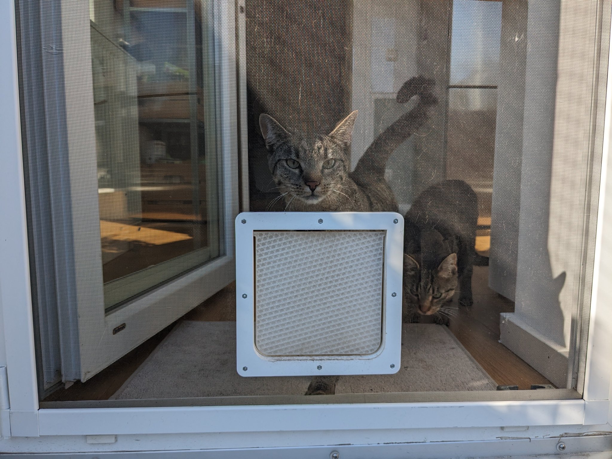 Cửa cho mèo gắn với màn chống muỗi