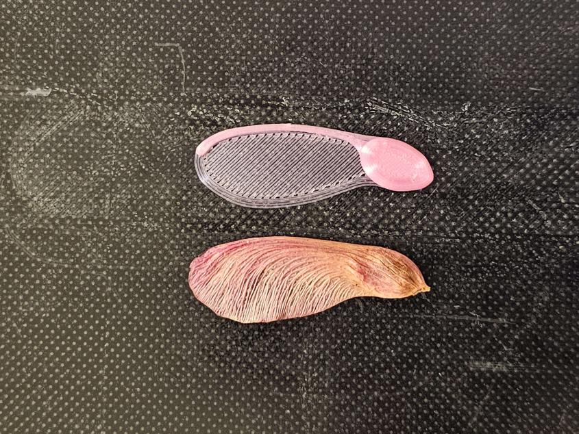 Quả giống cây phong - Máy bay trực thăng siêu nhẹ 1 gram