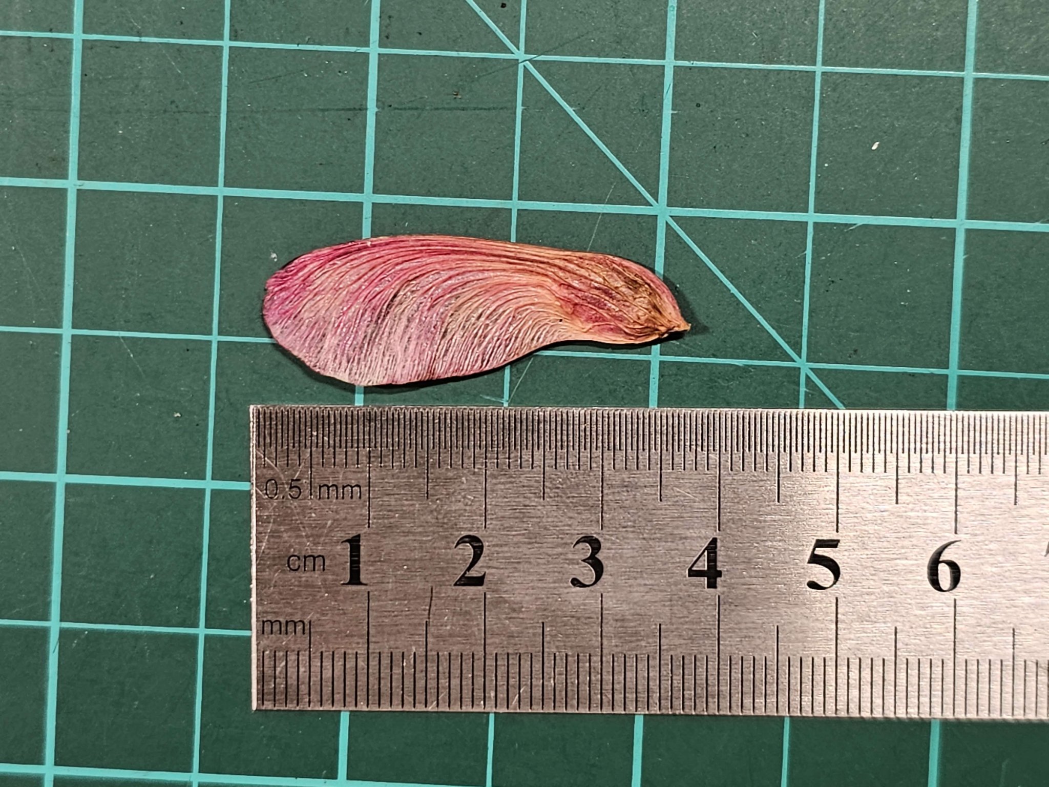 Quả giống cây phong - Máy bay trực thăng siêu nhẹ 1 gram