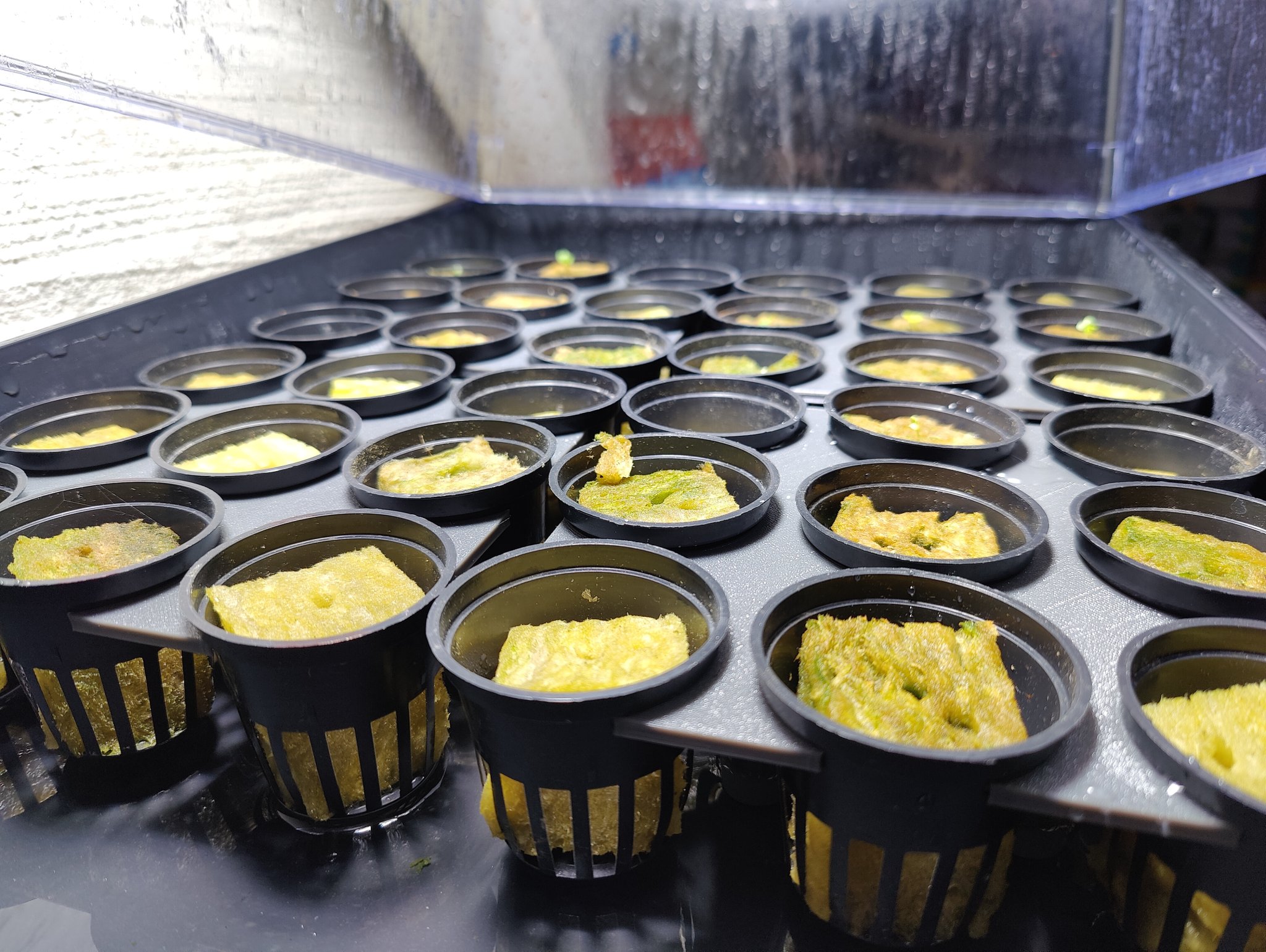 Giá đỡ giỏ 2,5" cho trồng cây thủy canh