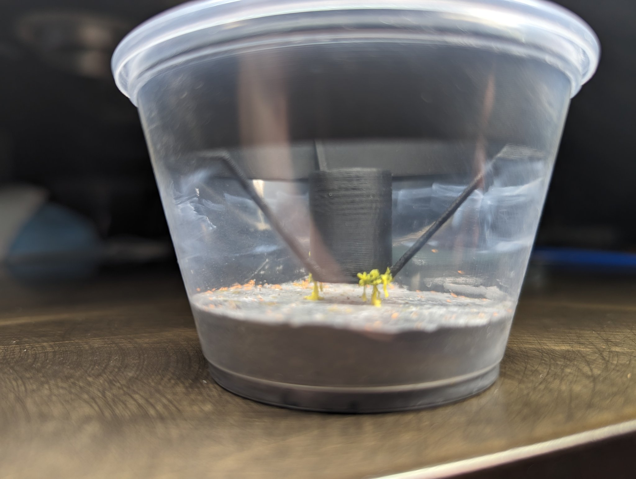 Capsule cho slime mold trong cốc deli 4oz