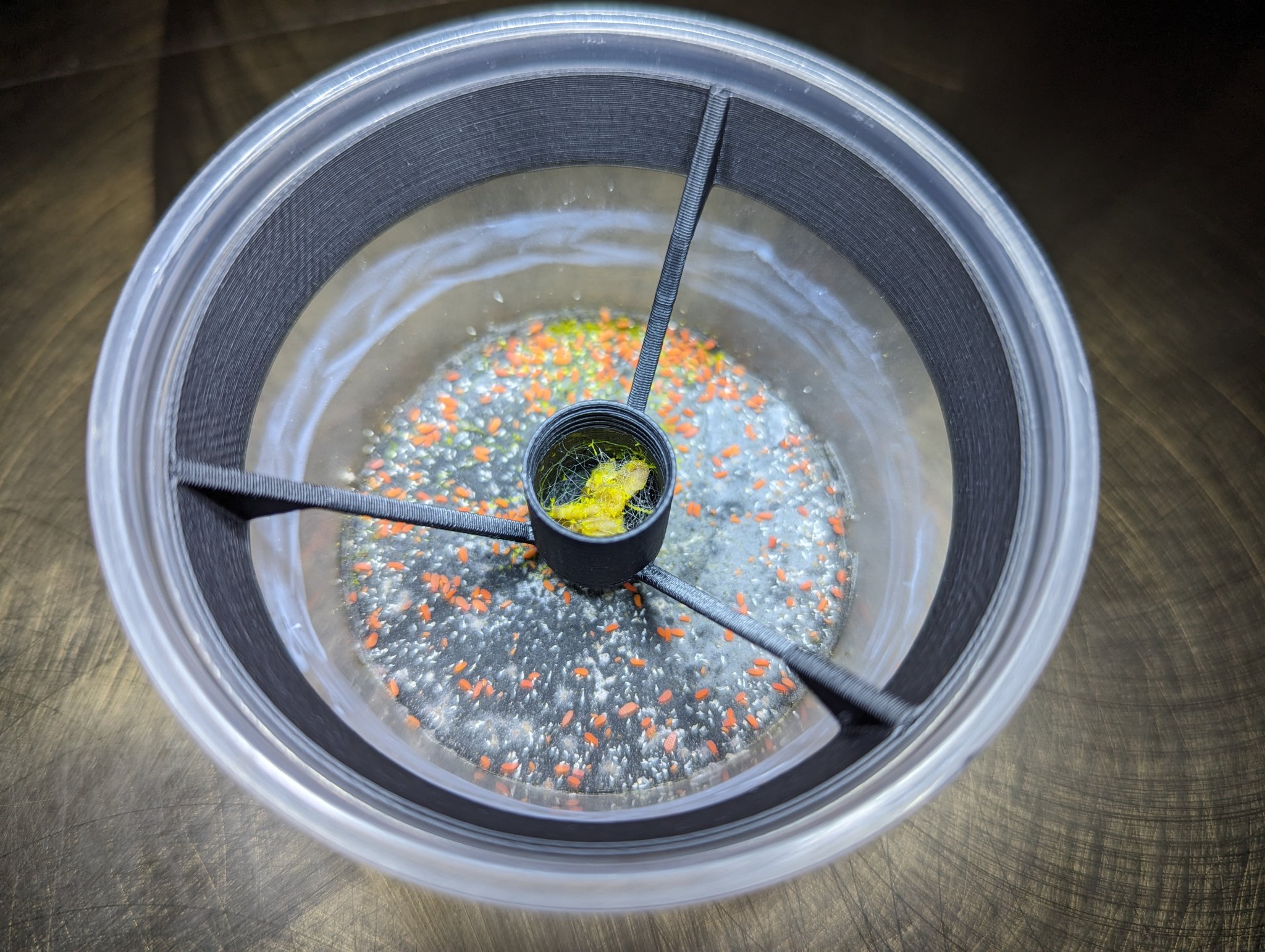 Capsule cho slime mold trong cốc deli 4oz